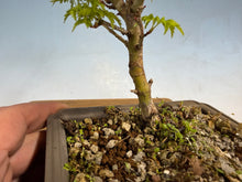 Load image into Gallery viewer, Shishigashira Japanese Maple 014