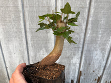 Load image into Gallery viewer, Trident Maple #1