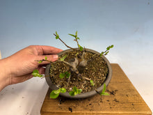 Load image into Gallery viewer, Chinese Quince 008