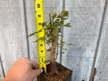 Load image into Gallery viewer, Trident Maple #5