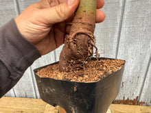 Load image into Gallery viewer, Zelkova, Japanese Grey Bark Elm #11