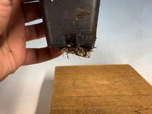 Load image into Gallery viewer, Princess Persimmon-Large