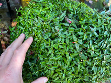 Load image into Gallery viewer, Chirimen Star Asian Jasmine 5-6 yrs old