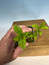 Load image into Gallery viewer, Japanese Beautyberry