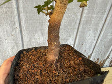 Load image into Gallery viewer, Trident Maple #11