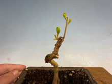 Load image into Gallery viewer, Beautyberry-002