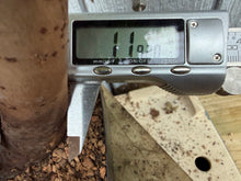 Load image into Gallery viewer, Zelkova, Japanese Grey Bark Elm #14