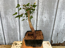 Load image into Gallery viewer, Trident Maple #29