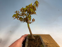 Load image into Gallery viewer, Japanese Maple 005