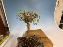Load image into Gallery viewer, Zelkova, Japanese Grey Bark Elm 012