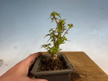 Load image into Gallery viewer, Kotohime Japanese Maple-014