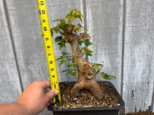 Load image into Gallery viewer, Trident Maple #48