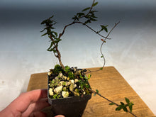 Load image into Gallery viewer, Chirimen Star Asian Jasmine 5-6 yrs old