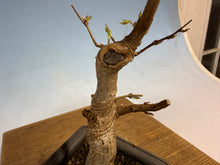 Load image into Gallery viewer, Trident Maple 004