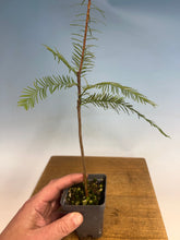 Load image into Gallery viewer, Bald Cypress