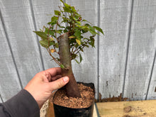 Load image into Gallery viewer, Zelkova, Japanese Grey Bark Elm #13