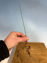 Load image into Gallery viewer, Chinese Elm Bare Root-Standard