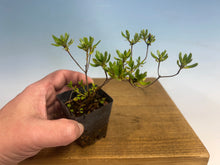 Load image into Gallery viewer, Satsuki Azalea