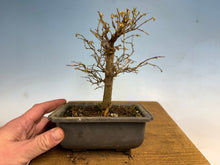 Load image into Gallery viewer, Zelkova, Japanese Grey Bark Elm 006