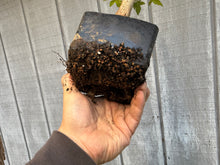 Load image into Gallery viewer, Trident Maple #25
