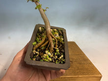 Load image into Gallery viewer, Chinese Elm-Root Cutting 002