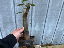 Load image into Gallery viewer, Chinese Quince #5