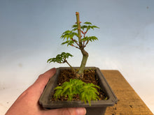 Load image into Gallery viewer, Shishigashira Japanese Maple 013