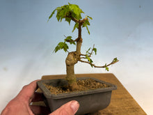 Load image into Gallery viewer, Trident Maple 016