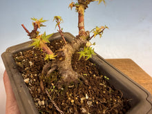 Load image into Gallery viewer, Kotohime Japanese Maple-001