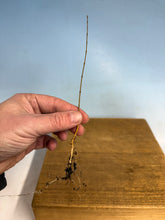 Load image into Gallery viewer, Chinese Elm Bare Root-Standard