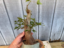 Load image into Gallery viewer, Trident Maple #39