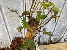 Load image into Gallery viewer, Trident Maple #6