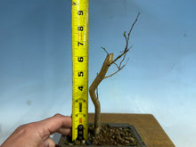 Load image into Gallery viewer, Japanese Crepe Myrtle-001