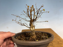 Load image into Gallery viewer, Zelkova, Japanese Import 002