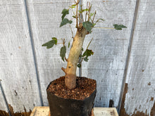 Load image into Gallery viewer, Trident Maple #6