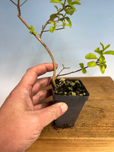 Load image into Gallery viewer, Japanese Crepe Myrtle (final inventory)