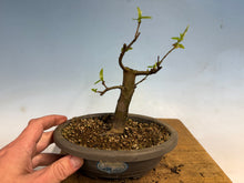 Load image into Gallery viewer, Chinese Quince 009