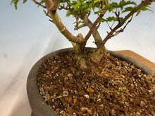 Load image into Gallery viewer, Shishigashira Japanese Maple 019