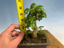 Load image into Gallery viewer, Trident Maple 009