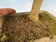 Load image into Gallery viewer, Trident Maple 012