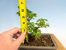 Load image into Gallery viewer, Shishigashira Japanese Maple 012