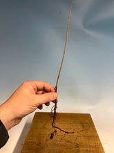 Load image into Gallery viewer, Bald Cypress Bare Root-Standard 8-12”