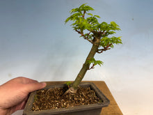 Load image into Gallery viewer, Shishigashira Japanese Maple 007