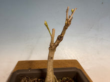 Load image into Gallery viewer, Japanese Wisteria 005