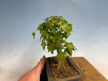Load image into Gallery viewer, Trident Maple 027