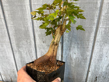 Load image into Gallery viewer, Trident Maple #17