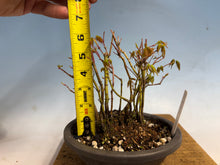 Load image into Gallery viewer, Japanese Maple Clump 002 13 Trees