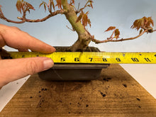 Load image into Gallery viewer, Japanese Maple 003