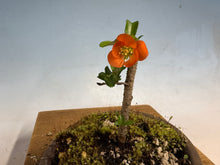 Load image into Gallery viewer, Chojubai 006