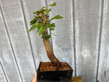 Load image into Gallery viewer, Trident Maple #29